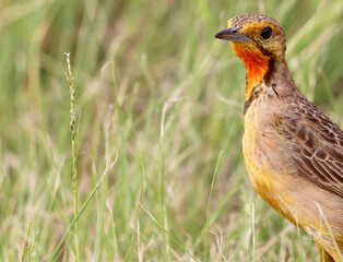 Cape Longclaw, Addo Elephant National Park, South Africa