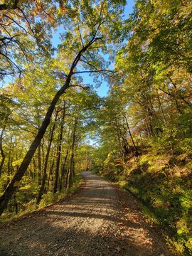 path in autumn forest