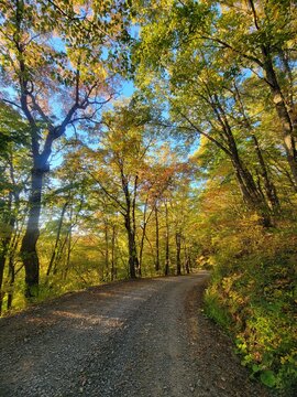 road in autumn forest