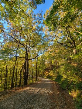 autumn in the park