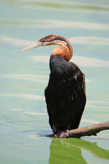 African Darter, Kruger National Park, South Africa