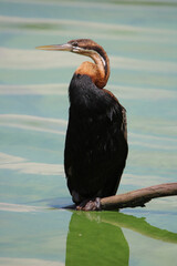 African Darter, Kruger National Park, South Africa