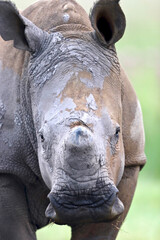 Obraz premium Dehorned White Rhinoceros, South Africa
