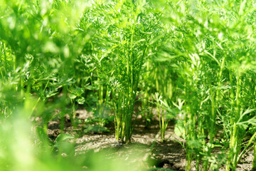 Ecological and organic planted carrot in a garden. Selective focus