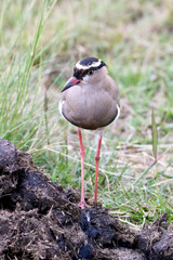 Crowned Plover or Lapwing, Kruger National Park, South Africa