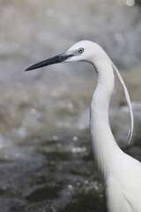 Little Egret profile, Kruger National Park, South Africa
