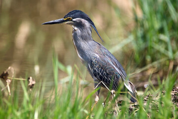 Striated or Green-backed Heron, Kruger National Park, South Africa