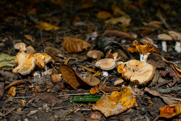 Honey mushrooms in autumn forest