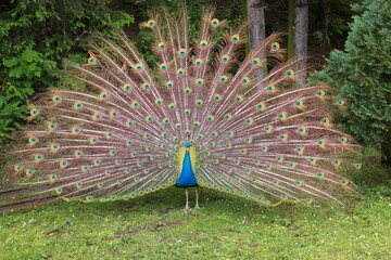 Naklejka premium a peacock with splendidly fanned out plumage