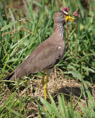 African Wattled Plover or Lapwing, Kruger National Park, South Africa