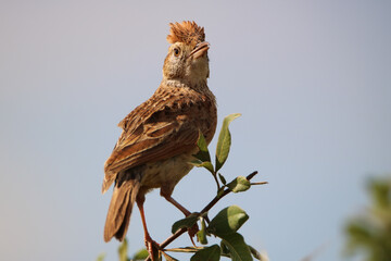 Rufous-naped Lark, Kruger National Park, South Africa
