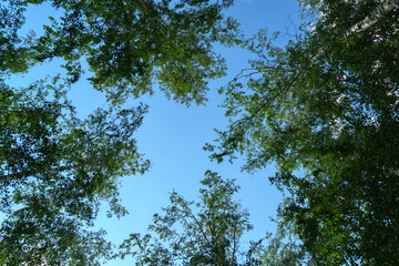 Trees with green leaves in the forest, looking up. Nature, background, copy space