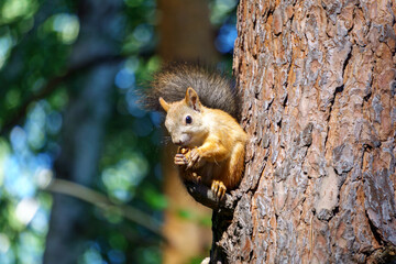 Squirrel eats a nut close-up. Sunny day. Selective focus