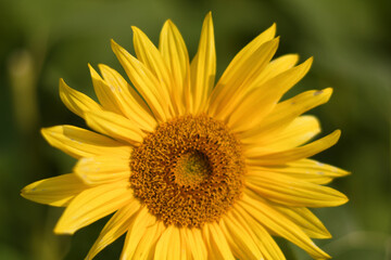 Obraz premium yellow sunflower close up