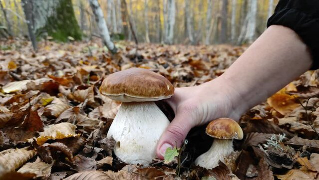 Picking mushrooms in autumn forest. Close up footage of picking big beautiful porcini mushroom in birch and oak tree forest