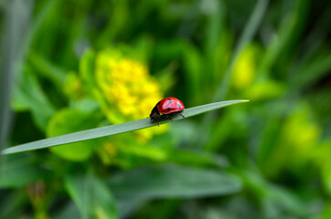 Ladybug on a leaf close up