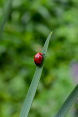 Ladybug on a leaf close up