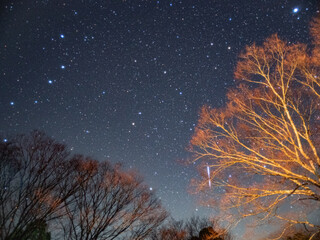 木にぶら下がった流星