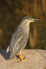 Green-backed or Striated Heron, Kruger National Park, South Africa