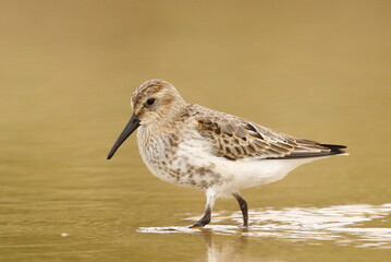 Dunlin, Calidris alpina, cute shorebird 