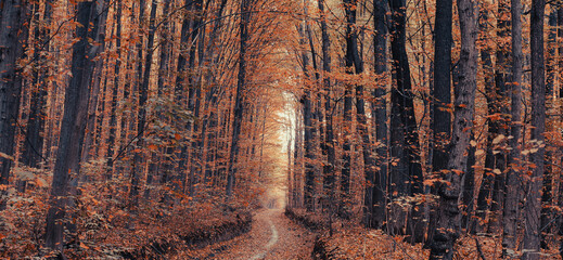 Naklejka premium autumn forest trees. nature green wood sunlight backgrounds.