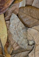 Velvetbean Moth (Anticarsia gemmatalis) with wings open, hidden camouflaged in dead leaves. Common species found in the Gulf States of the USA.	