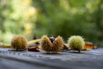 Hatching chestnuts in a autumnal forest scene, no people, shallow depth of field
