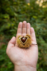 Hatching chestnuts in a autumnal forest scene, held in hand or palm by male hand, close up shallow...