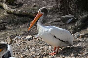 White Pelican in captivity - Big bird with big beak, 
