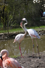 A Chilean flamingo with pink feathers and a black beak,
