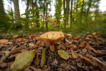 Large brown funnel cap wild mushroom growing on the forest ground in Europe. Close up ground level shot, no people