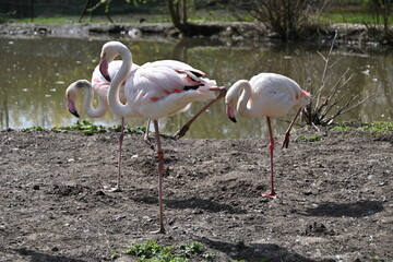 A Chilean flamingo with pink feathers and a black beak,
