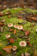Fototapeta premium Bunch of wild mushrooms growing on mossy green forest ground in Europe in October. Close up ground level shot, no people