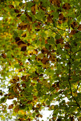 Autumn trees with colorful leaves in a forest scene in Europe. Daytime shot, no people