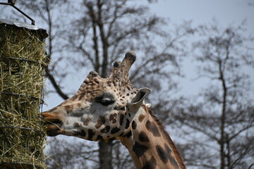 Rothschild's giraffe in captivity,
Rothschild giraffe breeding,
Rothschild's giraffe,  the most endangered animal 