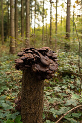 Bunch of wild mushrooms growing on tree stump in the forest in Europe in October. Close up ground level shot, no people