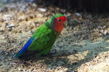 Lovebird on a walk. Parrot close-up.