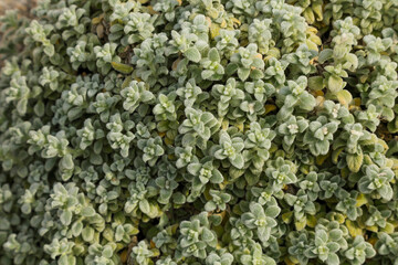 Top view of green leaves of wild common greek Cretan oregano in the mountains