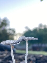 Mushrooms Against a Blue Sky