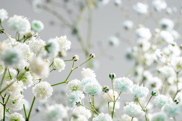 カラフルに染められたかすみ草