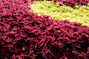 Floral background. Light green and burgundy flowers