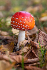 Russia. Saint-Petersburg. Amanita is a mushroom of the genus Fly Agaric.