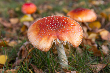 Russia. Saint-Petersburg. Amanita is a mushroom of the genus Fly Agaric.