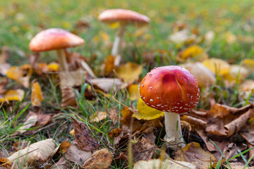 Russia. Saint-Petersburg. Amanita is a mushroom of the genus Fly Agaric.