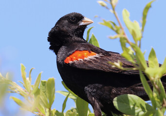 Male Long-tailed Widowbird in breeding plumage, Pilanesberg National Park, South Africa