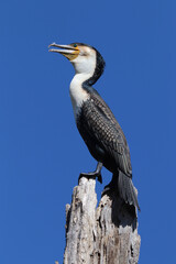 White-breasted Cormorant, Kruger National Park, South Africa