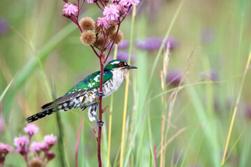 Diederik Cuckoo, South Africa