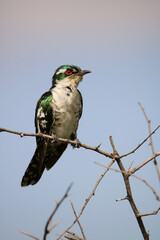 Diederik Cuckoo, Kruger National Park, South Africa