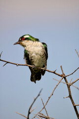 Diederik Cuckoo, Kruger National Park, South Africa