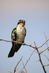 Diederik Cuckoo, Kruger National Park, South Africa